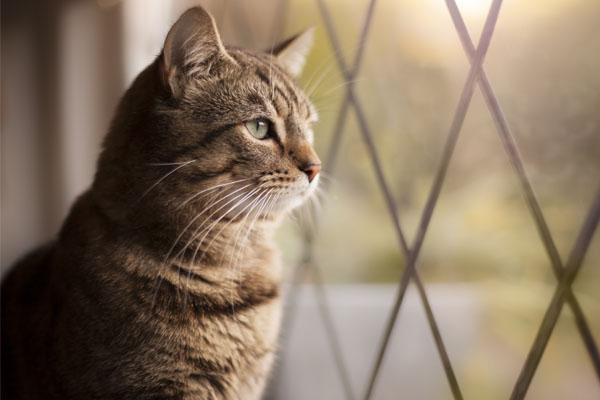 Research Spotlight: Indoor versus outdoor cats