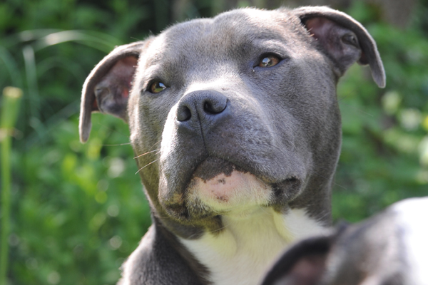 American Bully XL dog that's 'bred to kill' should be urgently