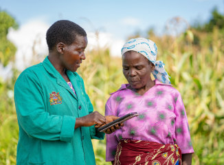 Addressing scale insect threats in Kenya